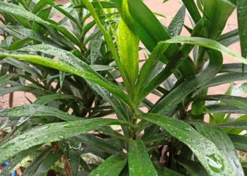 Bukan Hanya Sebagai Bahan Alami Pewarna Makanan, Kenali Manfaat Daun Suji untuk Kecantikan Wajah