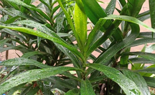 Bukan Hanya Sebagai Bahan Alami Pewarna Makanan, Kenali Manfaat Daun Suji untuk Kecantikan Wajah