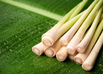 Bukan Hanya Sebagai Rempah! Ini Dia Manfaat Tanaman Serai untuk Kesehatan Tubuh