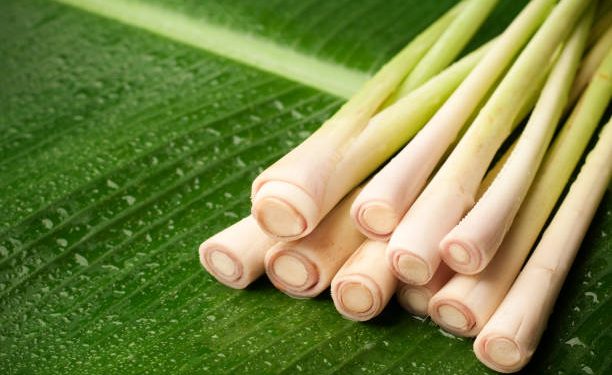 Bukan Hanya Sebagai Rempah! Ini Dia Manfaat Tanaman Serai untuk Kesehatan Tubuh