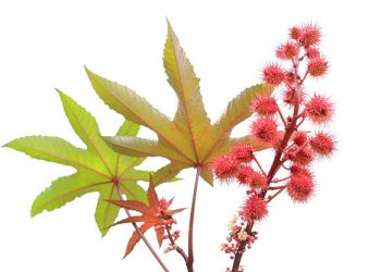 Boleh Dikonsumsi Tanpa Berlebihan! Cek Beberapa Efek Samping Daun Jarak Disini