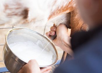 Waspadai! Konsumsi Susu Kambing Berlebihan Memicu Masalah Kesehatan, Cek Efek Sampingnya Disini!