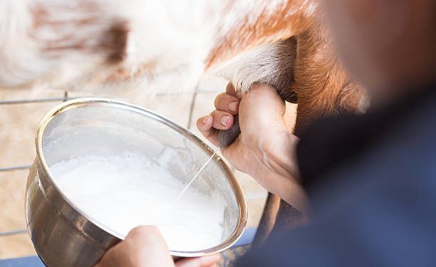 Waspadai! Konsumsi Susu Kambing Berlebihan Memicu Masalah Kesehatan, Cek Efek Sampingnya Disini!