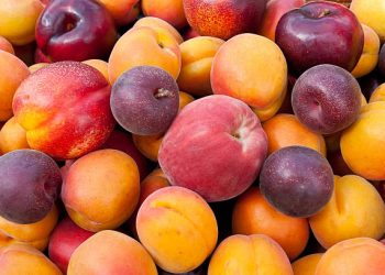 Ada 6 Jenis Buah Plum dengan Karakteristiknya Masing-masing, Yang Mana Favoritmu?