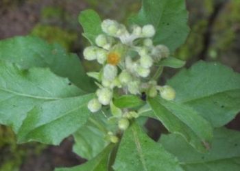 STOP! Konsumsi Daun Sembung Secara Berlebihan Memicu Beberapa Efek Samping Berbahaya, Cek