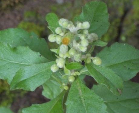 STOP! Konsumsi Daun Sembung Secara Berlebihan Memicu Beberapa Efek Samping Berbahaya, Cek