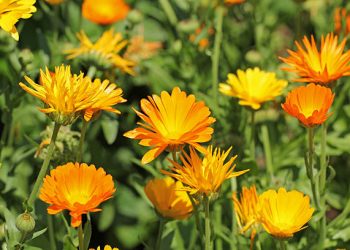 Siapa Sangka, Daun Kenikir dapat Dijadikan Bahan Perawatan Alami untuk Kecantikan, Cek Manfaatnya Disini!