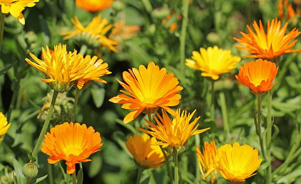 Siapa Sangka, Daun Kenikir dapat Dijadikan Bahan Perawatan Alami untuk Kecantikan, Cek Manfaatnya Disini!