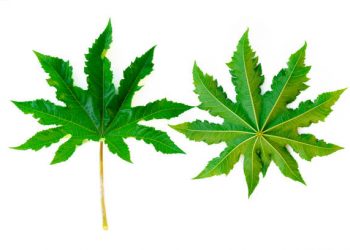 Ternyata Daun Jarak dapat Diolah Jadi Obat Luka Lho, Begini Cara Tepat Pengolahannya!