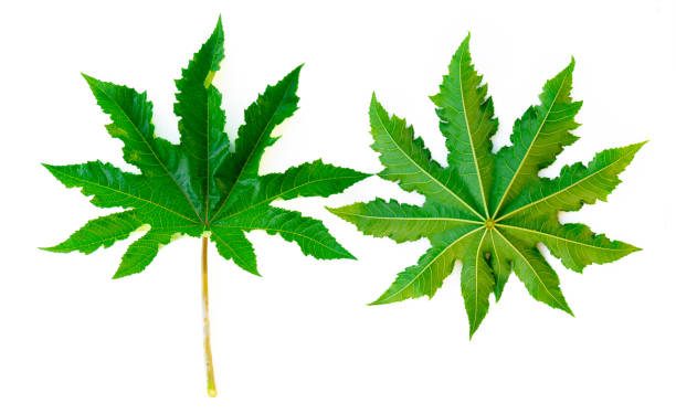 Ternyata Daun Jarak dapat Diolah Jadi Obat Luka Lho, Begini Cara Tepat Pengolahannya!