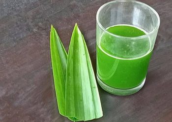 Jangan Asal-asalan! Berikut Ini Teknik Merebus Daun Suji dan Khasiatnya untuk Kesehatan