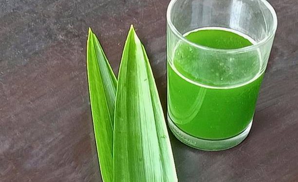 Jangan Asal-asalan! Berikut Ini Teknik Merebus Daun Suji dan Khasiatnya untuk Kesehatan