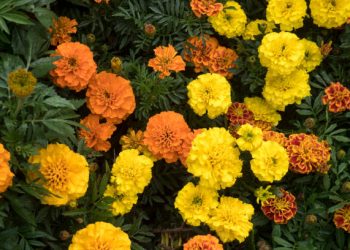 Dijuluki Sebagai Tumbuhan Umur Panjang, Inilah Fakta Menarik Tersembunyi Pada Daun Kenikir