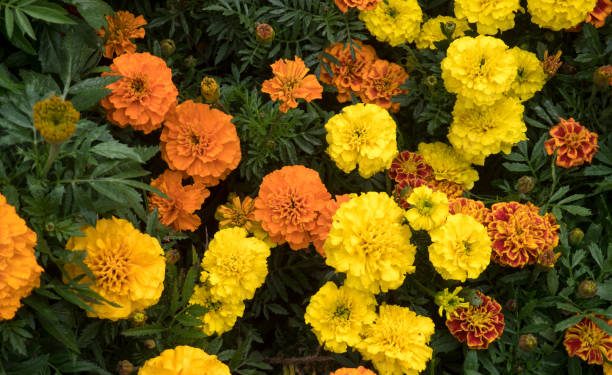 Dijuluki Sebagai Tumbuhan Umur Panjang, Inilah Fakta Menarik Tersembunyi Pada Daun Kenikir