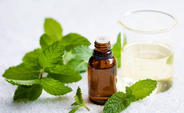 Wajib Diketahui! Daun Mint Bisa Bantu Redakan Masalah Pernapasan dengan Cepat, Cek Buktinya!