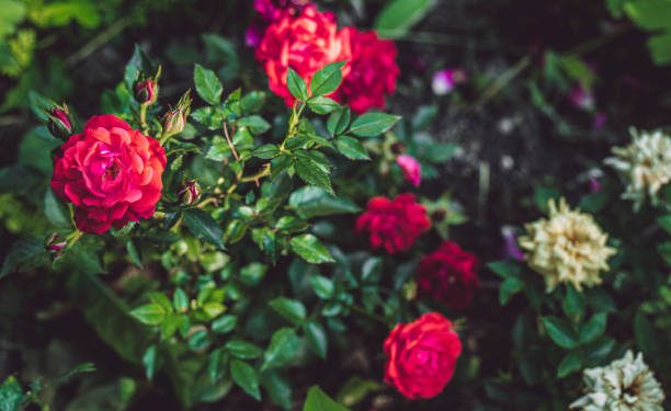 Punya Karaktersitik dan Ciri Khas yang Berbeda! Ini Dia Ragam Jenis Bunga Mawar yang Perlu Diketahui!