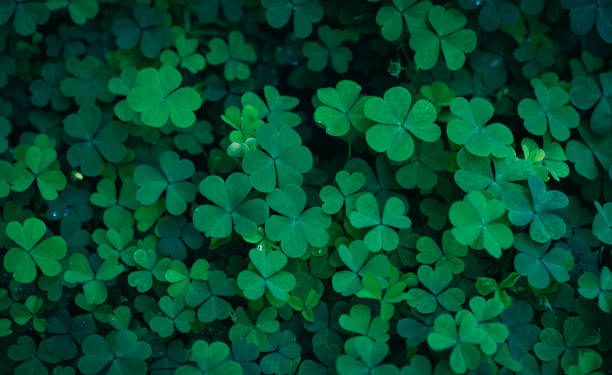 Obat Herbal Alami Daun Semanggi Bisa Bantu Redakan Batuk hingga Demam, Ini Manfaatnya untuk Kesehatan!