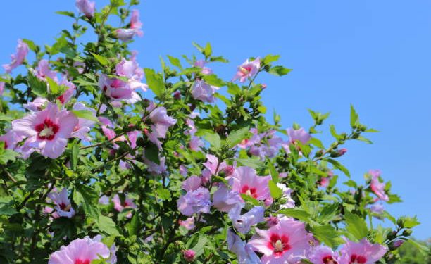 Tak Hanya untuk Rambut, Klaim Segudang Manfaat Terbaik Obat Herbal Bunga Kembang Sepatu untuk Kesehatan Tubuh!