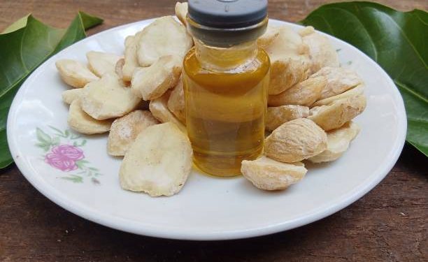 Klaim Manfaat Minyak Kemiri untuk Kesehatan Rambut, Bisa Atasi Rambut Rontok hingga Hilangkan Ketombe