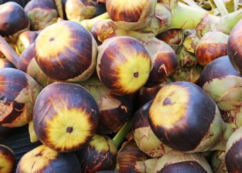 Ini Manfaat Tersembunyi Buah Lontar untuk Kesehatan, Bantu Jaga Imun Tubuh hingga Atasi Diabetes