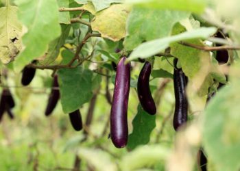 Katanya Konsusmi Terong Ungu Bisa Sebabkan Mandul, Fakta atau Mitos? Temukan Disini Jawabannya!