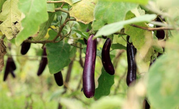 Katanya Konsusmi Terong Ungu Bisa Sebabkan Mandul, Fakta atau Mitos? Temukan Disini Jawabannya!