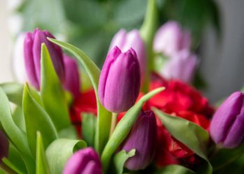 Bunga Tulip Tawarkan 5 Manfaat Terbaik untuk Kesehatan, Cek Disini!