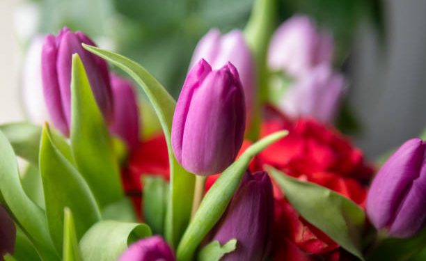 Bunga Tulip Tawarkan 5 Manfaat Terbaik untuk Kesehatan, Cek Disini!