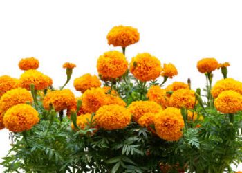 Obat Alami Sebagai Penambah Nafsu Makan, Cek Manfaat yang Ditawarkan Daun Kenikir untuk Kesehatan