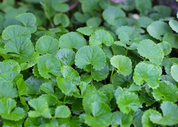 Taukah Kamu? Daun Pegagan Digunakan Sebagai TOGA untuk Obat Herbal Sehari-hari, Ini Manfaat Utamanya!