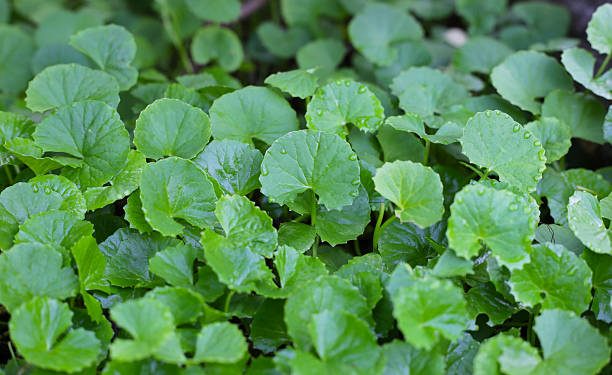 Taukah Kamu? Daun Pegagan Digunakan Sebagai TOGA untuk Obat Herbal Sehari-hari, Ini Manfaat Utamanya!