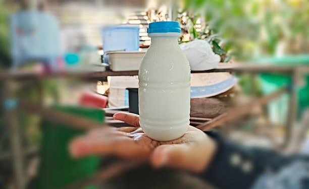 Wajib Diketahui! Ini Segudang Manfaat Tersembunyi Susu Kambing untuk Kesehatan, Terutama Baik Bagi Pencernaan