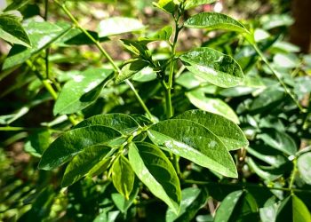 Tak Selalu Baik! Konsumsi Daun Katuk Secara Berlebihan dapat Memicu Timbulnya Efek Samping, Ini Penjelasannya!