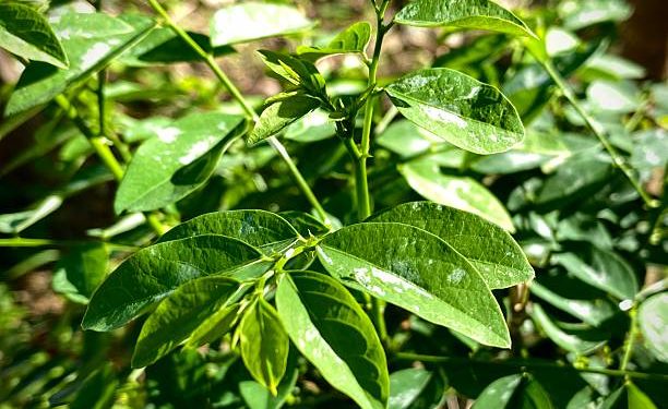 Tak Selalu Baik! Konsumsi Daun Katuk Secara Berlebihan dapat Memicu Timbulnya Efek Samping, Ini Penjelasannya!