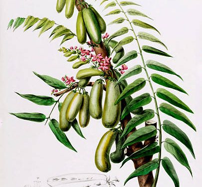 Siapa Sangka, Daun Belimbing Wuluh Menyimpan Segudang Manfaat untuk Kesehatan Tubuh hingga Kulit, Cek Disini!