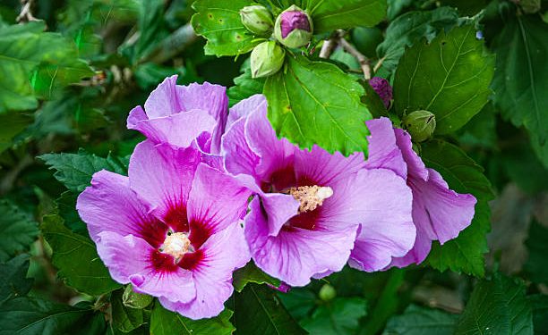 Cek Disini! 6 Manfaat Bunga Kembang Sepatu untuk Kesehatan Rambut, Salah Satunya Tunda Tumbuhnya Uban