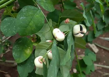 Wow, Ternyata Ini Segudang Manfaat Istimewa Daun Katuk untuk Kecantikan, Penasaran? Cek Disini!