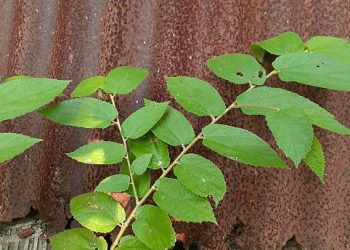Bisa Jadi Masker hingga Toner! Yuk, Rawat Kecantikan Kulitmu dengan Gunakan Daun Kersen, Ini Manfaatnya!