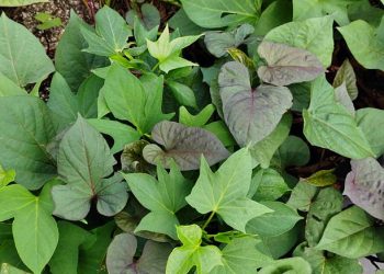 Kaya Akan Sumber Nutrisi hingga Cocok untuk Program Diet, Inilah Manfaat Tersembunyi Daun Ubi Jalar Bagi Kesehatan