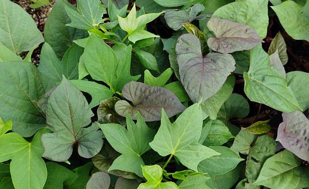 Kaya Akan Sumber Nutrisi hingga Cocok untuk Program Diet, Inilah Manfaat Tersembunyi Daun Ubi Jalar Bagi Kesehatan