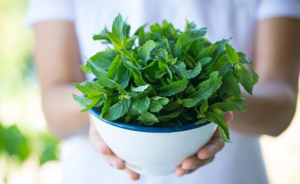 Bantu Lancarkan Pencernaan hingga Cegah Rasa Kantuk, Cek 7 Manfaat Daun Mint untuk Kesehatan