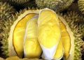 Manfaat Konsumsi Buah Durian Sehari-hari, Dapat Membantu Melancarkan Pencernaan, Cek di Sini!