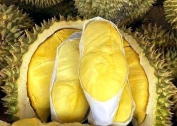 Manfaat Konsumsi Buah Durian Sehari-hari, Dapat Membantu Melancarkan Pencernaan, Cek di Sini!