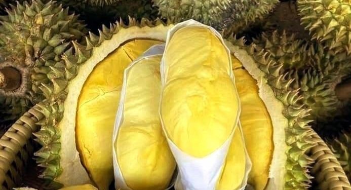 Manfaat Konsumsi Buah Durian Sehari-hari, Dapat Membantu Melancarkan Pencernaan, Cek di Sini!
