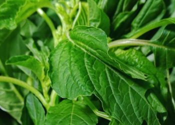 Jenis Sayuran Ini Baik untuk Perawatan Kulit, Coba Konsumsi Bayam, Cek di Sini
