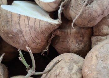 Cek di Sini! Manfaat Masker Bengkoang yang Jarang Diketahui, Cocok untuk Perawatan Kulit