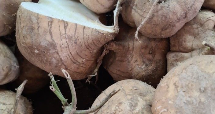 Cek di Sini! Manfaat Masker Bengkoang yang Jarang Diketahui, Cocok untuk Perawatan Kulit