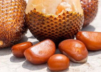 Cek di Sini! Biji Salak Ampuh Mencegah Hipertensi, Ini Manfaatnya