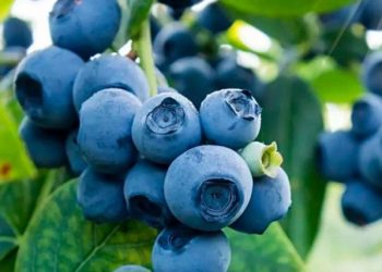 Cek Efek Samping Buah Blueberry Ini! Bisa Sebabkan Reaksi Alergi, Hati-hati