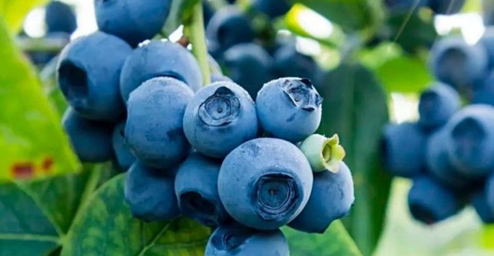 Cek Efek Samping Buah Blueberry Ini! Bisa Sebabkan Reaksi Alergi, Hati-hati